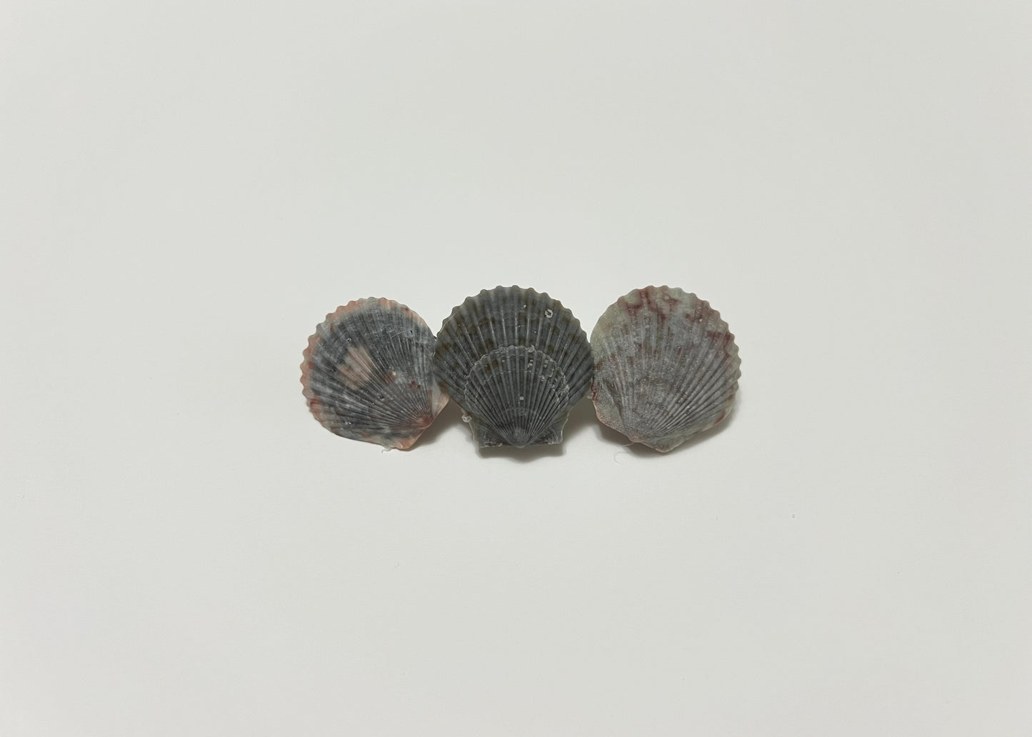 Seashell Barrette 14