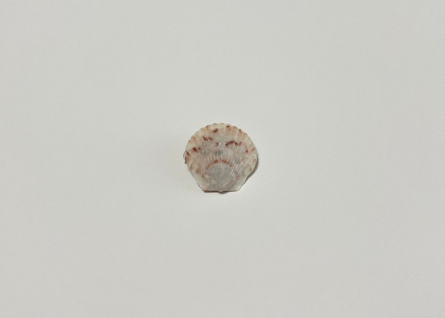 Seashell Clip 1