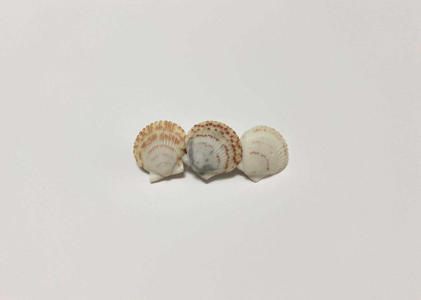 Seashell Barrette 8