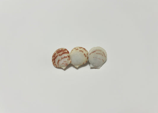 Seashell Barrette 9