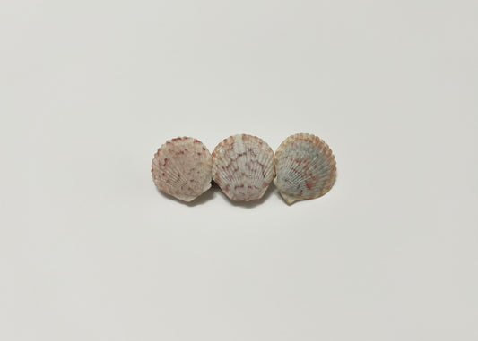 Seashell Barrette 13