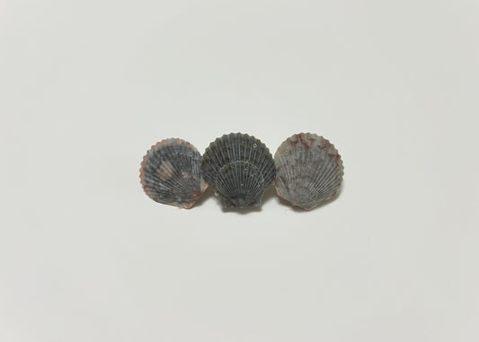 Seashell Barrette 14