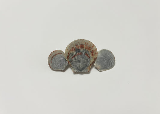 Seashell Barrette 15