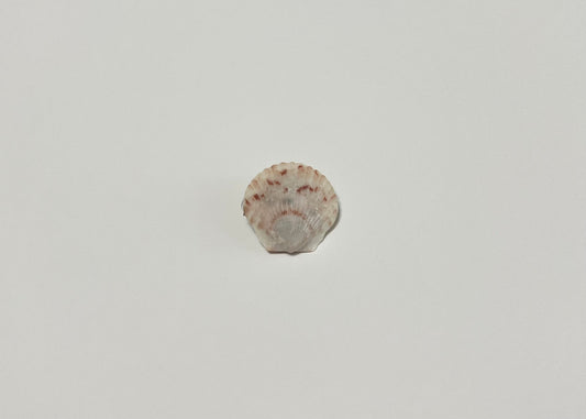 Seashell Clip 1