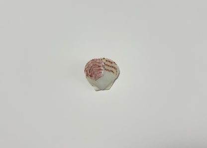 Seashell Clip 2