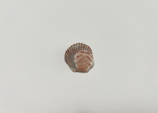 Seashell Clip 4