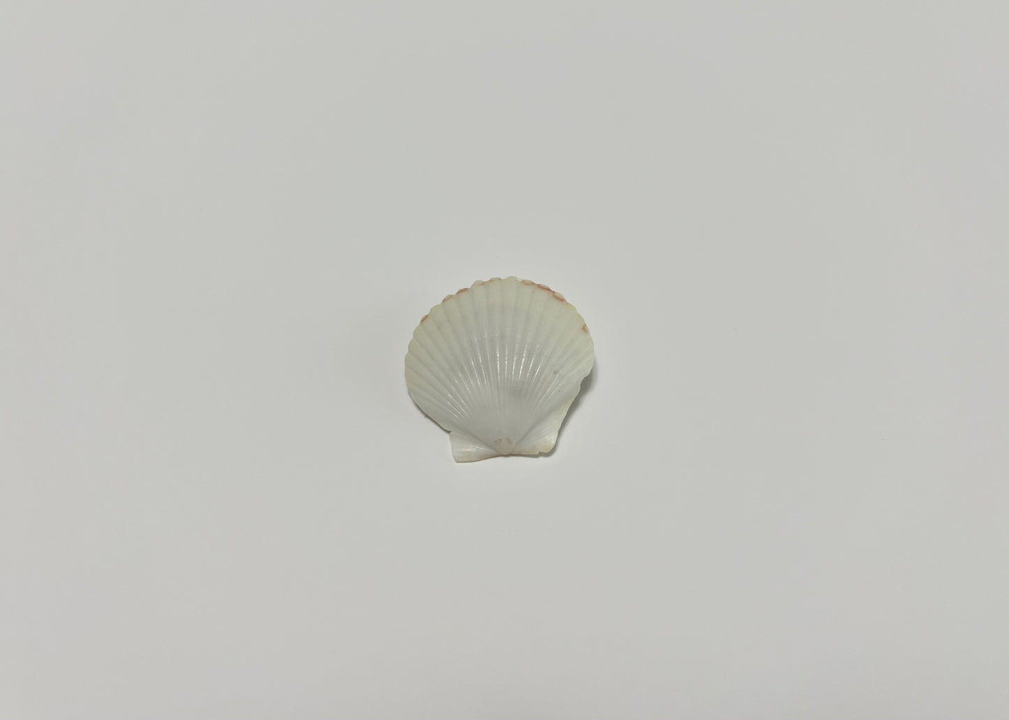 Seashell Clip 5