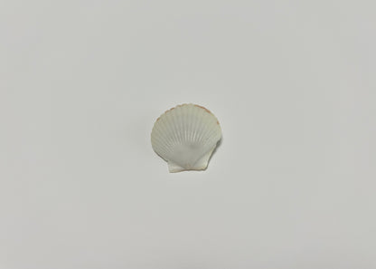 Seashell Clip 5