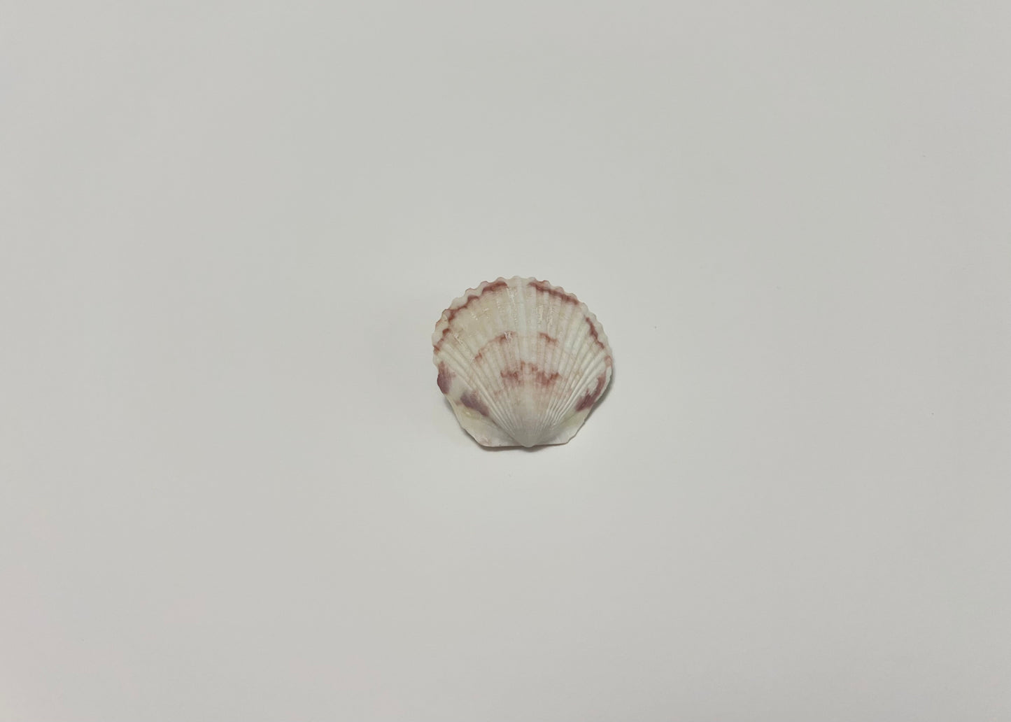 Seashell Clip 6