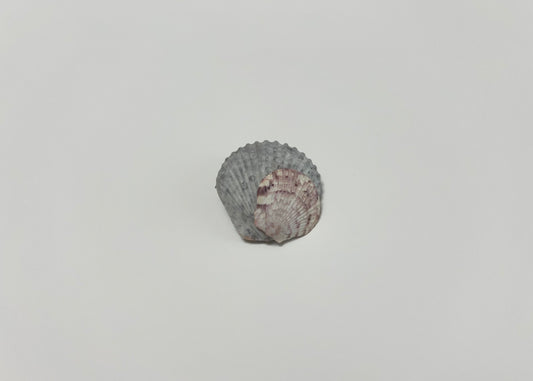 Seashell Clip 7