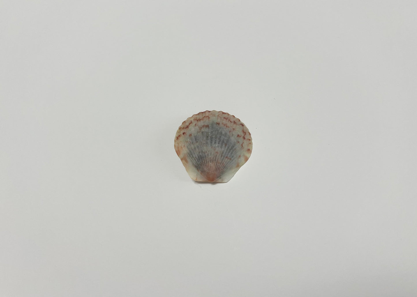 Seashell Clip 9